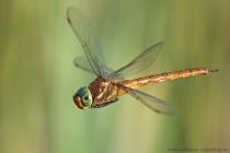 Keilfleckmosaikjungfer